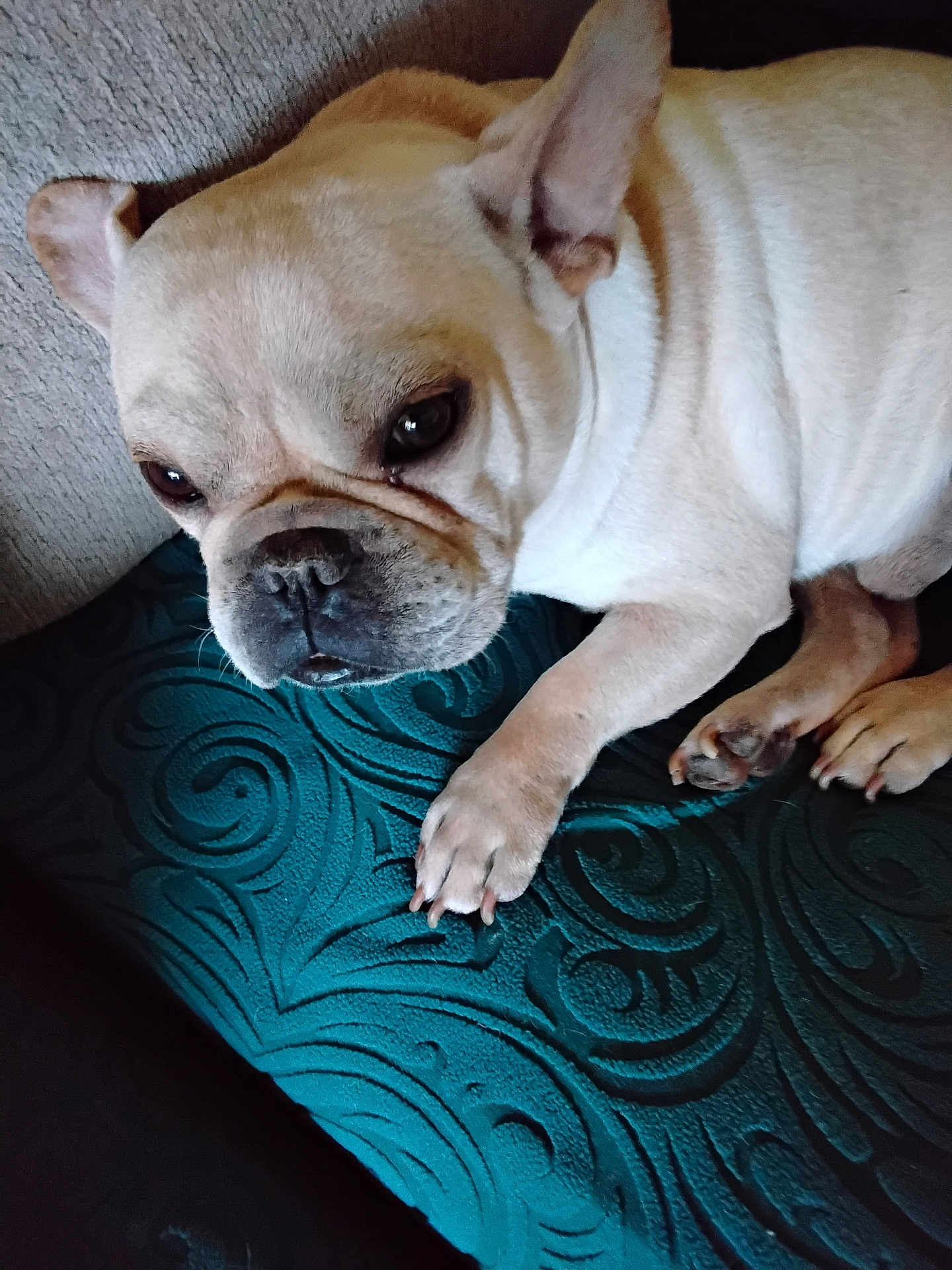 Ringo is registered to the contest to win money with this photo: dog, french_bulldog, pet, close_up, indoor, resting, paw, face, fur, animal, cute, wrinkles, cushion, textured, teal, expression, portrait, companion, canine, relaxed