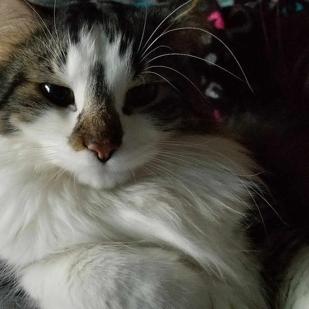 Shrimp joined the competition — help win amazing prizes! aegean_cat, american_curl, asian_semi_longhair, black_and_white, carnivore, cat, domestic_long_haired_cat, felidae, fur, kitten, mammal, norwegian_forest_cat, ragamuffin, ragdoll, siberian, small_to_medium_sized_cats, snout, turkish_angora, vertebrate, whiskers