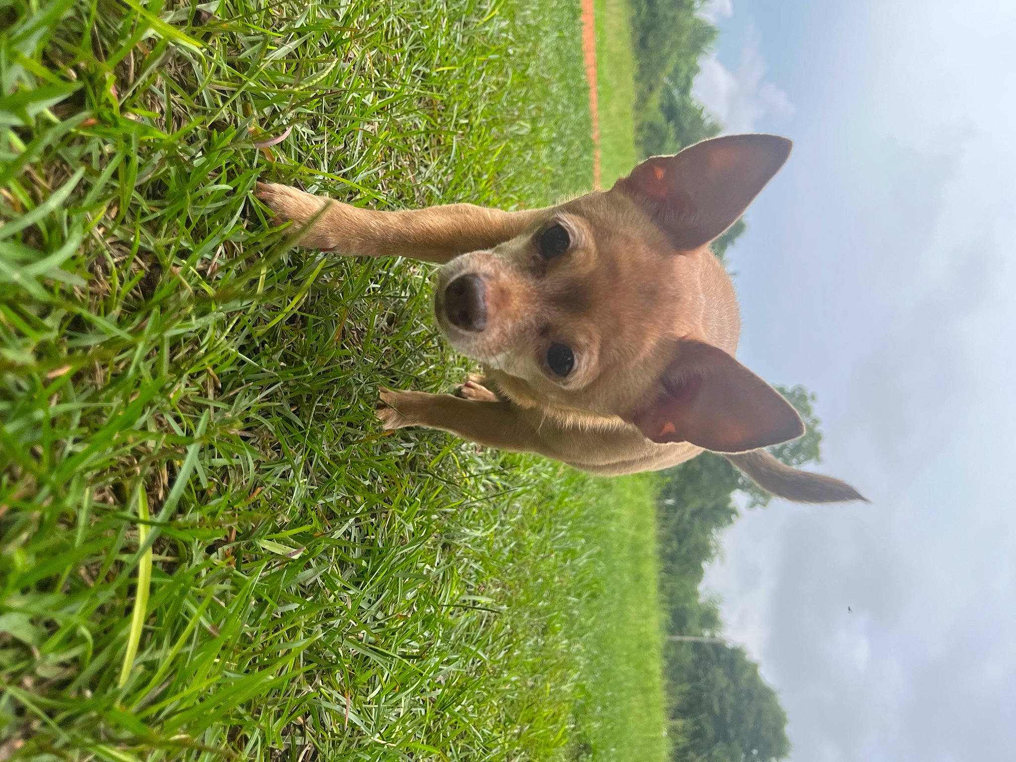 Lizzy joined the competition — help win amazing prizes! canidae, carnivore, cloud, dog, dog_breed, fawn, fur, grass, grassland, pasture, plant, sky, snout, sporting_group, terrestrial_animal, tree, trunk, wildlife, wood, working_animal