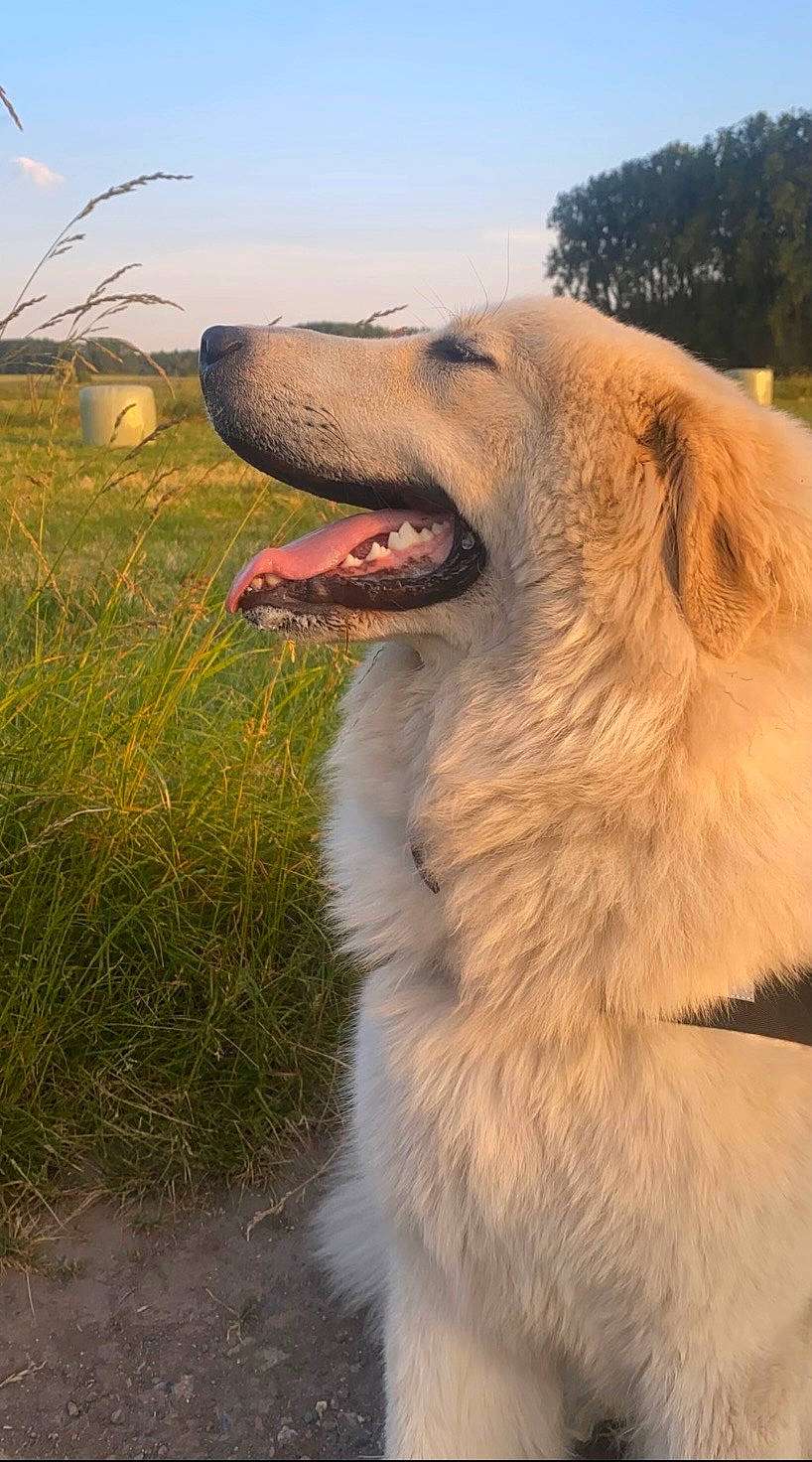 Dixie participe au concours pour gagner de l'argent avec cette photo : canidae, carnivore, companion_dog, dog, dog_breed, fang, grass, grassland, happy, kuvasz, landscape, plant, sky, snout, sporting_group, terrestrial_animal, whiskers, wildlife, working_animal, working_dog