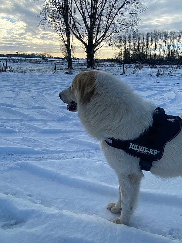 Dixie