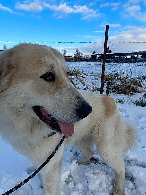 Dixie participe au concours pour gagner de l'argent avec cette photo : canidae, carnivore, cloud, collar, companion_dog, dog, dog_breed, dog_collar, fawn, fence, freezing, great_pyrenees, livestock_guardian_dog, pet_supply, sky, slope, snout, snow, sporting_group, winter