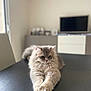 Winnie participe au concours pour gagner de l'argent avec cette photo : animal, black_table, cat, cozy, cute, domestic, feline, fluffy, home, indoor, living_room, modern, pet, photo_frames, relaxed, resting, soft_fur, stretching, table, television