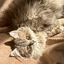 brown_eyes, cat, close_up, cozy, cute, domestic_animal, fluffy, furry, indoors, kitten, light_color, lying_down, peaceful, pet, relaxed, resting, sleepy, soft_blanket, sunlight, whiskers