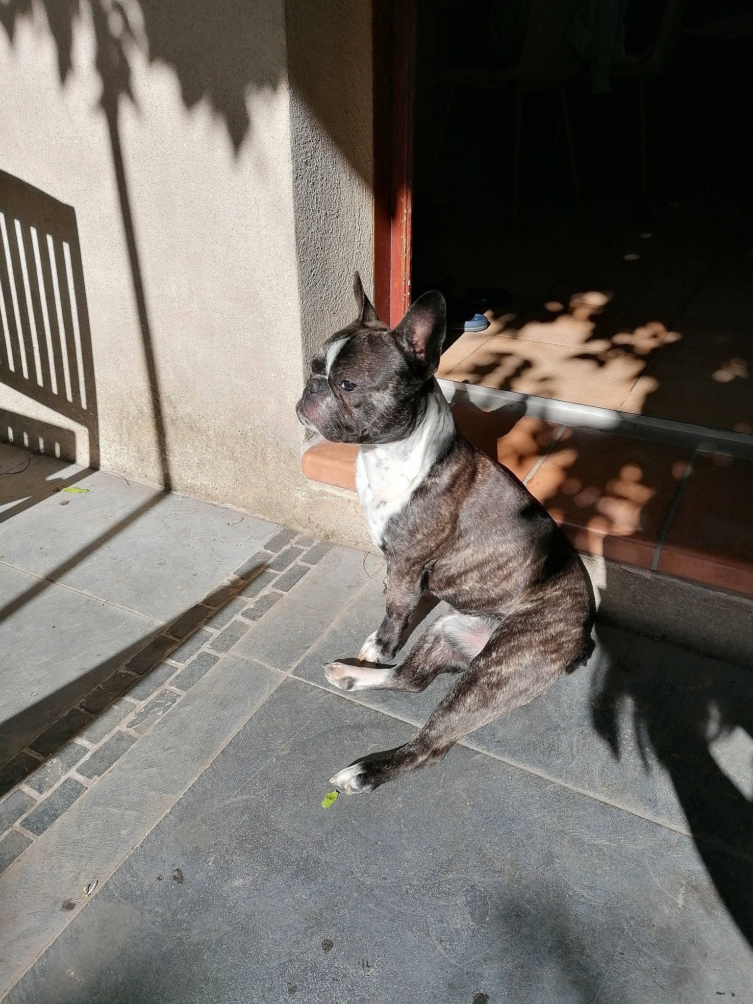 Gimli a rejoint le concours — aidez-le/la à gagner de superbes lots ! boston_terrier, canidae, carnivore, companion_dog, dog, dog_breed, fawn, french_bulldog, non_sporting_group, road, snapshot, snout, street