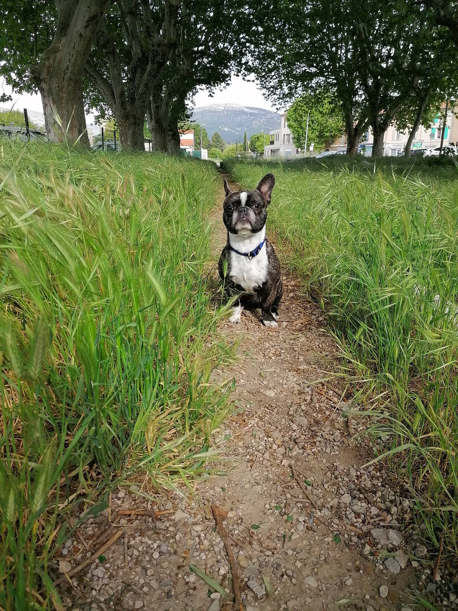Gimli a rejoint le concours — aidez-le/la à gagner de superbes lots ! canidae, carnivore, dog, dog_breed, dog_walking, french_bulldog, grass, grass_family, green, leash, non_sporting_group, plant, puppy, sporting_group, tail, tree