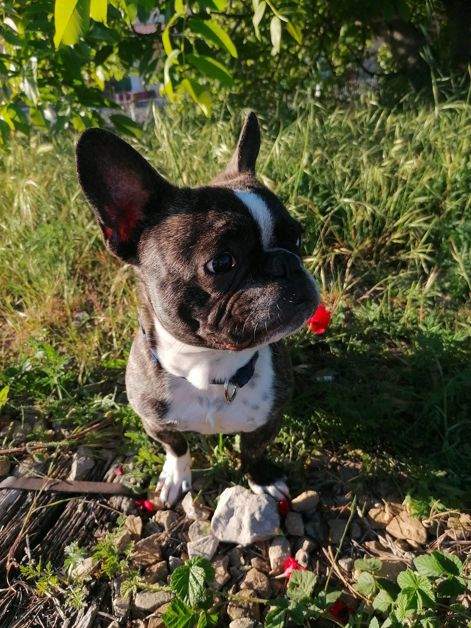 Gimli a rejoint le concours — aidez-le/la à gagner de superbes lots ! boston_terrier, canidae, carnivore, companion_dog, dog, dog_breed, fawn, french_bulldog, grass, mammal, non_sporting_group, plant, puppy, rare_breed_dog, snout, toy_bulldog, vertebrate