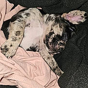 Bisou joined the competition — help win amazing prizes! puppy, dog, sleeping, blanket, pink, black, fur, cute, cozy, resting, animal, pet, small, young, lying_down, soft, indoor, relaxing, adorable, comfort