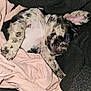 puppy, dog, sleeping, blanket, pink, black, fur, cute, cozy, resting, animal, pet, small, young, lying_down, soft, indoor, relaxing, adorable, comfort
