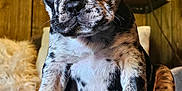 Bisou is registered to the contest to win money with this photo: puppy, french_bulldog, dog, brindle, ears, indoors, lamp, wood_paneling, couch, cozy, pet, animal, fur, portrait, sitting, closeup, texture, cute, household, warm_lighting