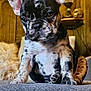 puppy, french_bulldog, dog, brindle, ears, indoors, lamp, wood_paneling, couch, cozy, pet, animal, fur, portrait, sitting, closeup, texture, cute, household, warm_lighting