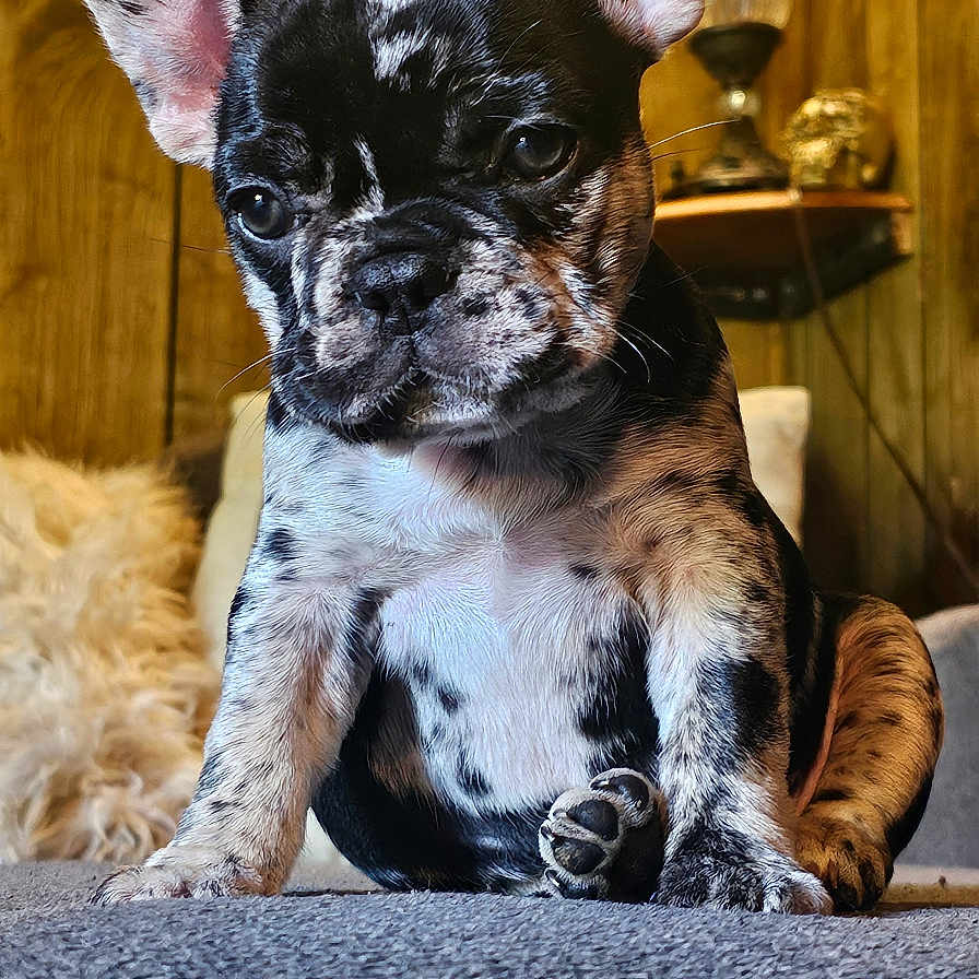 Bisou is registered to the contest to win money with this photo: animal, brindle, closeup, couch, cozy, cute, dog, ears, french_bulldog, fur, household, indoors, lamp, pet, portrait, puppy, sitting, texture, warm_lighting, wood_paneling