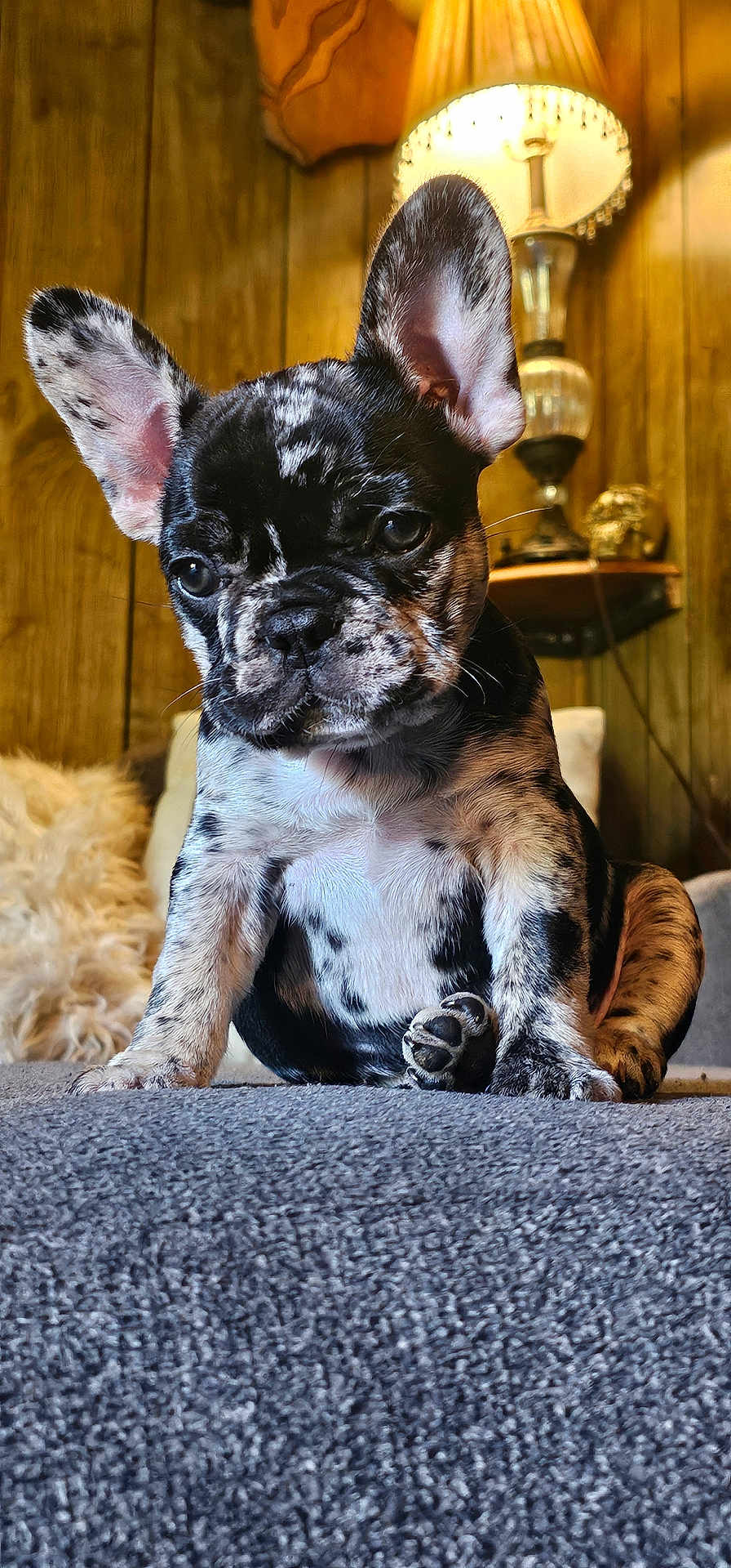 Bisou is registered to the contest to win money with this photo: puppy, french_bulldog, dog, brindle, ears, indoors, lamp, wood_paneling, couch, cozy, pet, animal, fur, portrait, sitting, closeup, texture, cute, household, warm_lighting