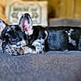 Bisou is registered to the contest to win money with this photo: french_bulldog, puppy, dog, sleeping, couch, gray, paw, chew_bone, indoor, cozy, resting, home, blurred_background, wood_paneling, pillow, black_and_white, pet, animal, cute, relaxed