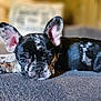 Bisou joined the competition — help win amazing prizes! dog, puppy, french_bulldog, lying_down, couch, indoor, pet, animal, black_and_white, ears, cute, toy, resting, close_up, portrait, cozy, fur, small_dog, home, relaxed