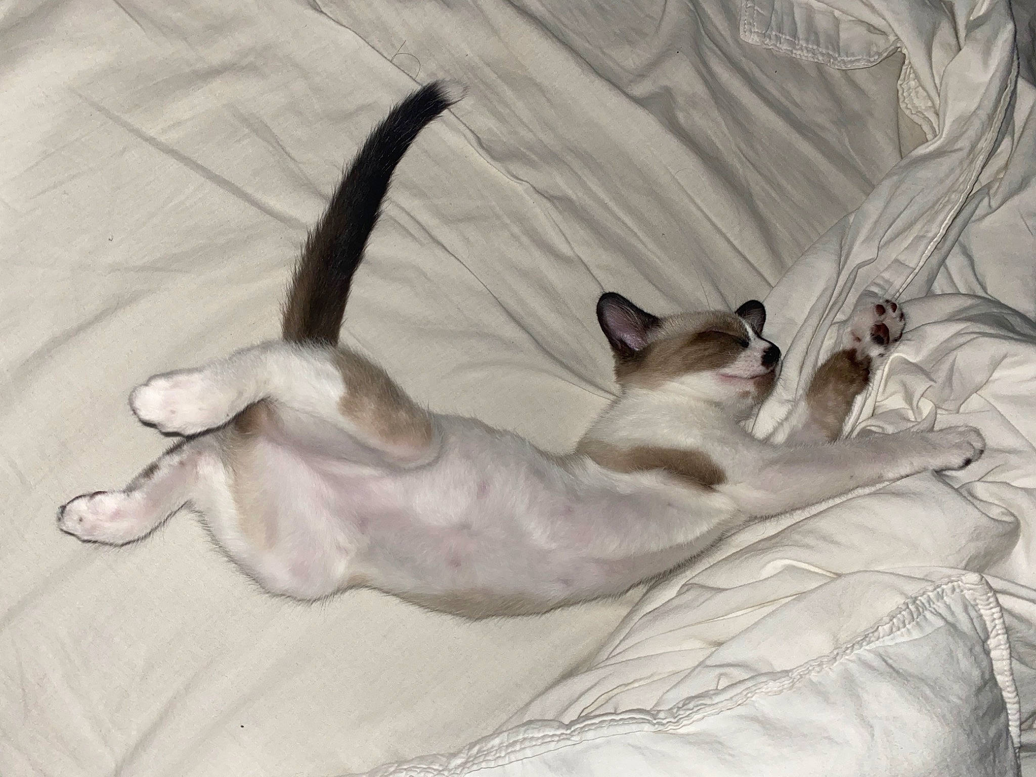 Baïley a rejoint le concours — aidez-le/la à gagner de superbes lots ! balinese, burmilla, carnivore, cat, colorpoint_shorthair, ear, fawn, felidae, javanese, kitten, mammal, oriental_longhair, paw, siamese, singapura, small_to_medium_sized_cats, tail, thai, tonkinese, whiskers