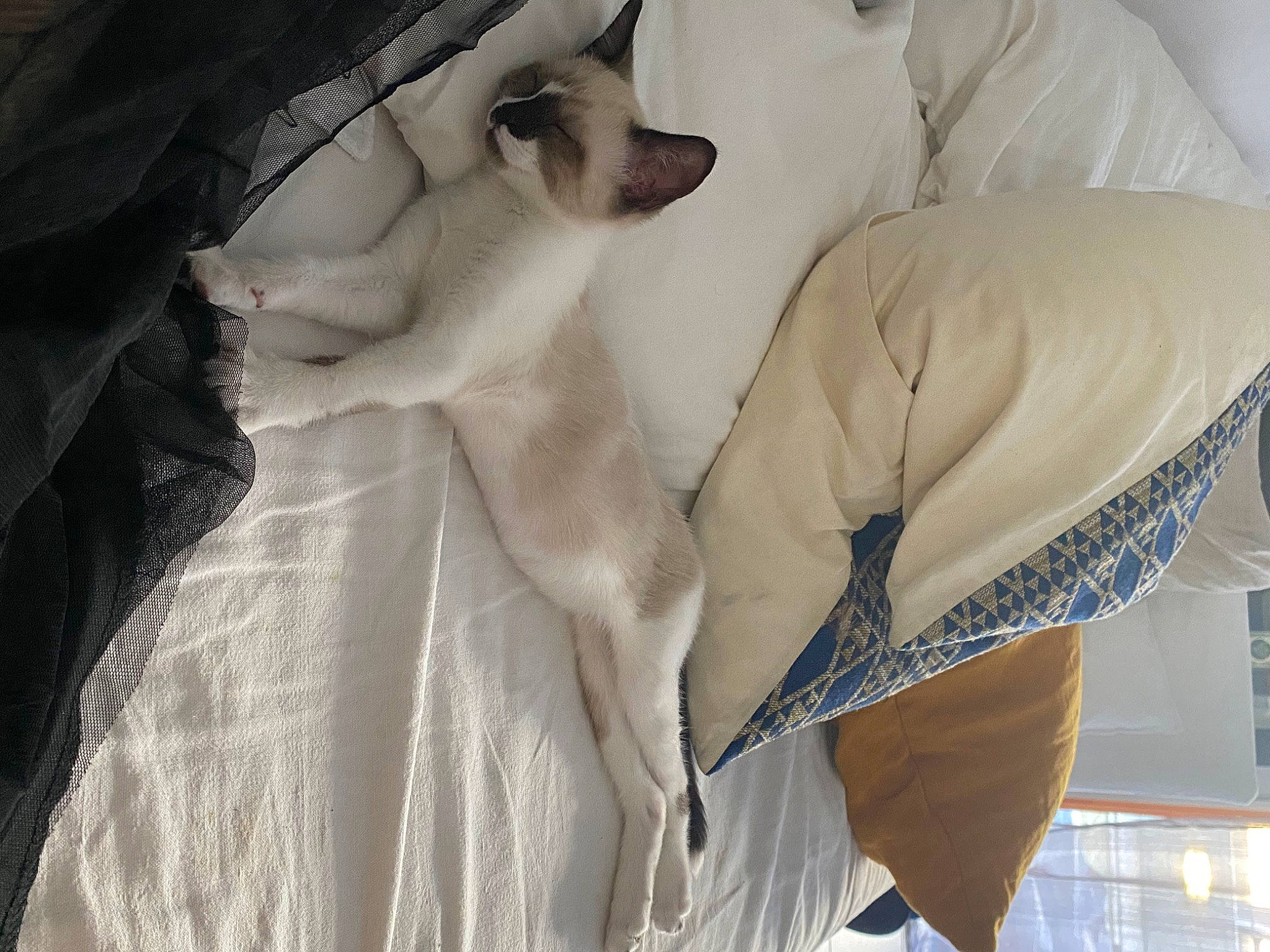 Baïley a rejoint le concours — aidez-le/la à gagner de superbes lots ! fawn