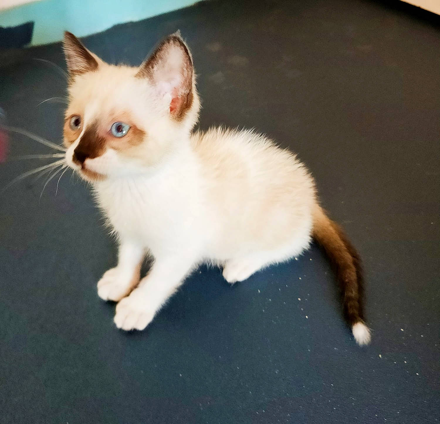 Baïley participe au concours pour gagner de l'argent avec cette photo : aegean_cat, american_wirehair, asian, carnivore, cat, domestic_short_haired_cat, eye, fawn, felidae, javanese, kitten, mammal, polydactyl_cat, skin, small_to_medium_sized_cats, snapshot, tail, turkish_angora, vertebrate, whiskers