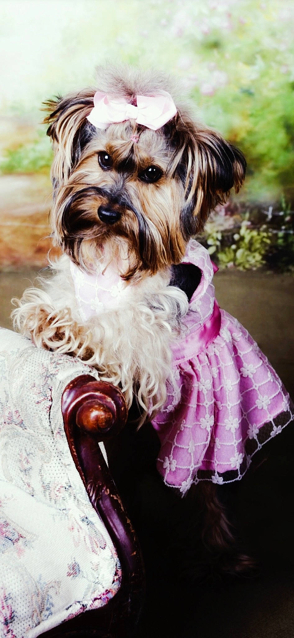 Lily is registered to the contest to win money with this photo: art, biewer_terrier, canidae, carnivore, collar, companion_dog, dog, dog_breed, dog_supply, fashion_accessory, fawn, liver, magenta, small_terrier, snout, sporting_group, terrier, toy_dog, water_dog, working_animal