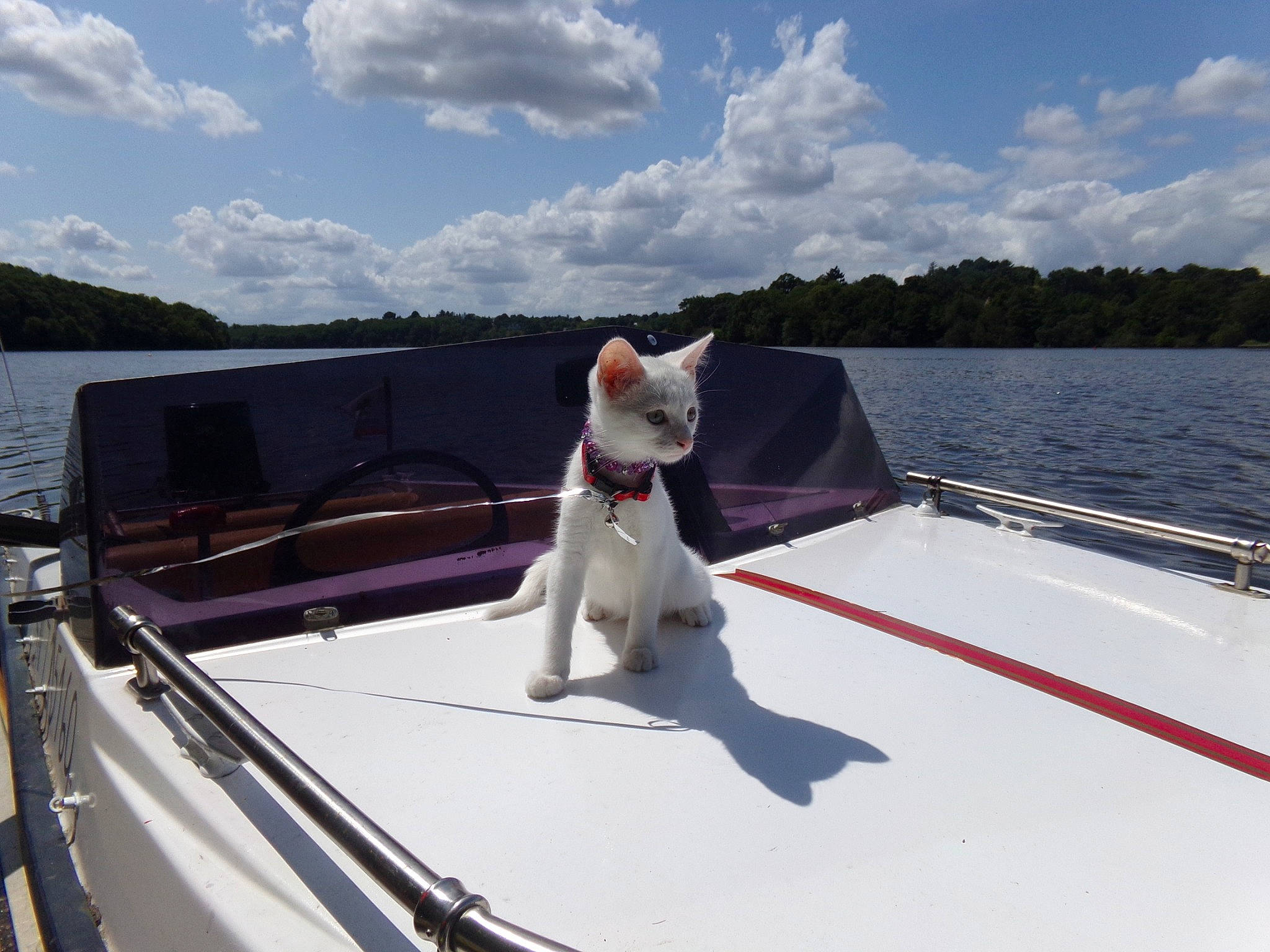 Minette participe au concours pour gagner de l'argent avec cette photo : boat, boating, canidae, carnivore, companion_dog, dog, dog_breed, non_sporting_group, recreation, vacation, vehicle