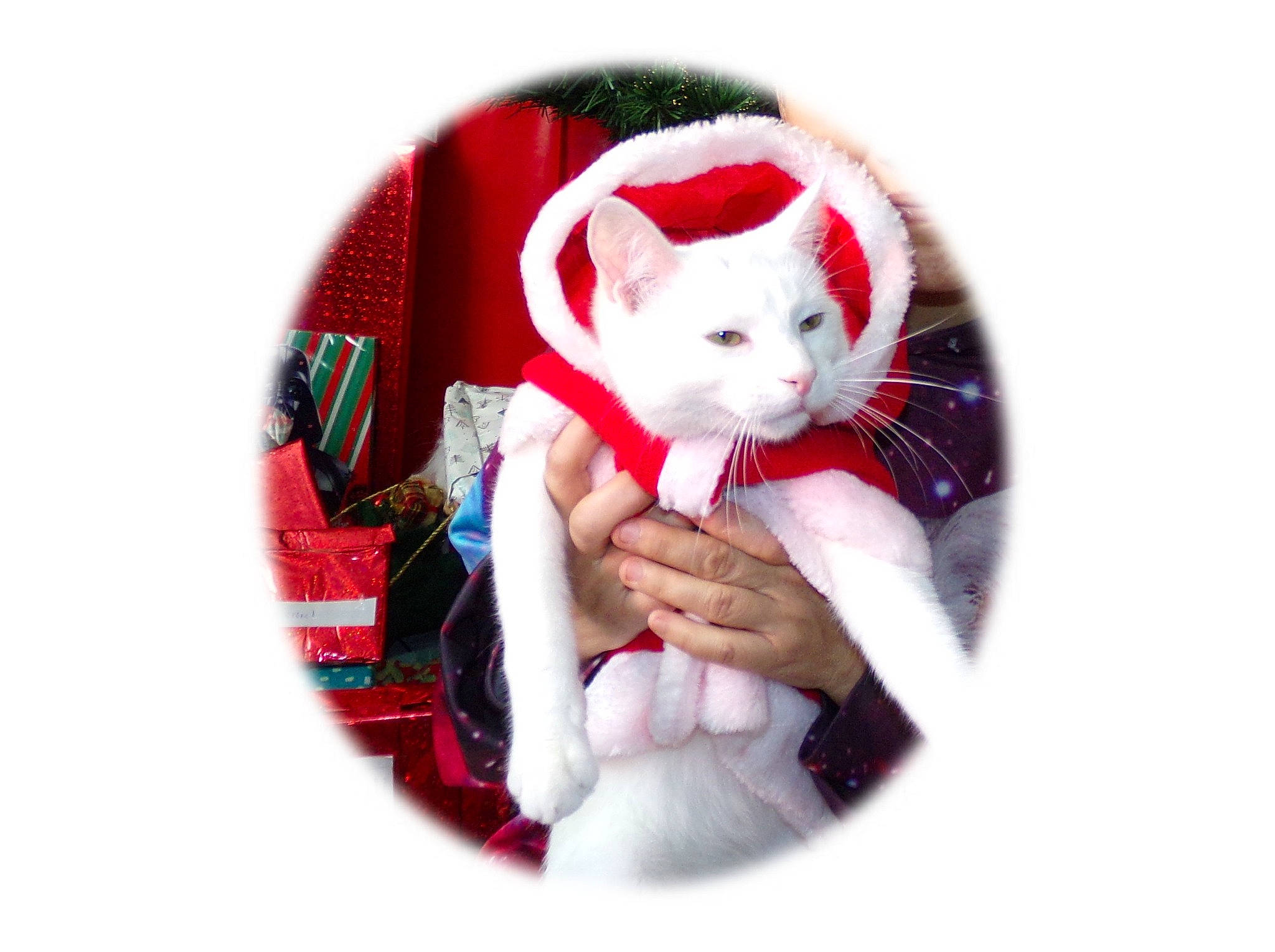 Minettess participe au concours pour gagner de l'argent avec cette photo : carnivore, cat, christmas, felidae, fictional_character, kitten, small_to_medium_sized_cats, whiskers