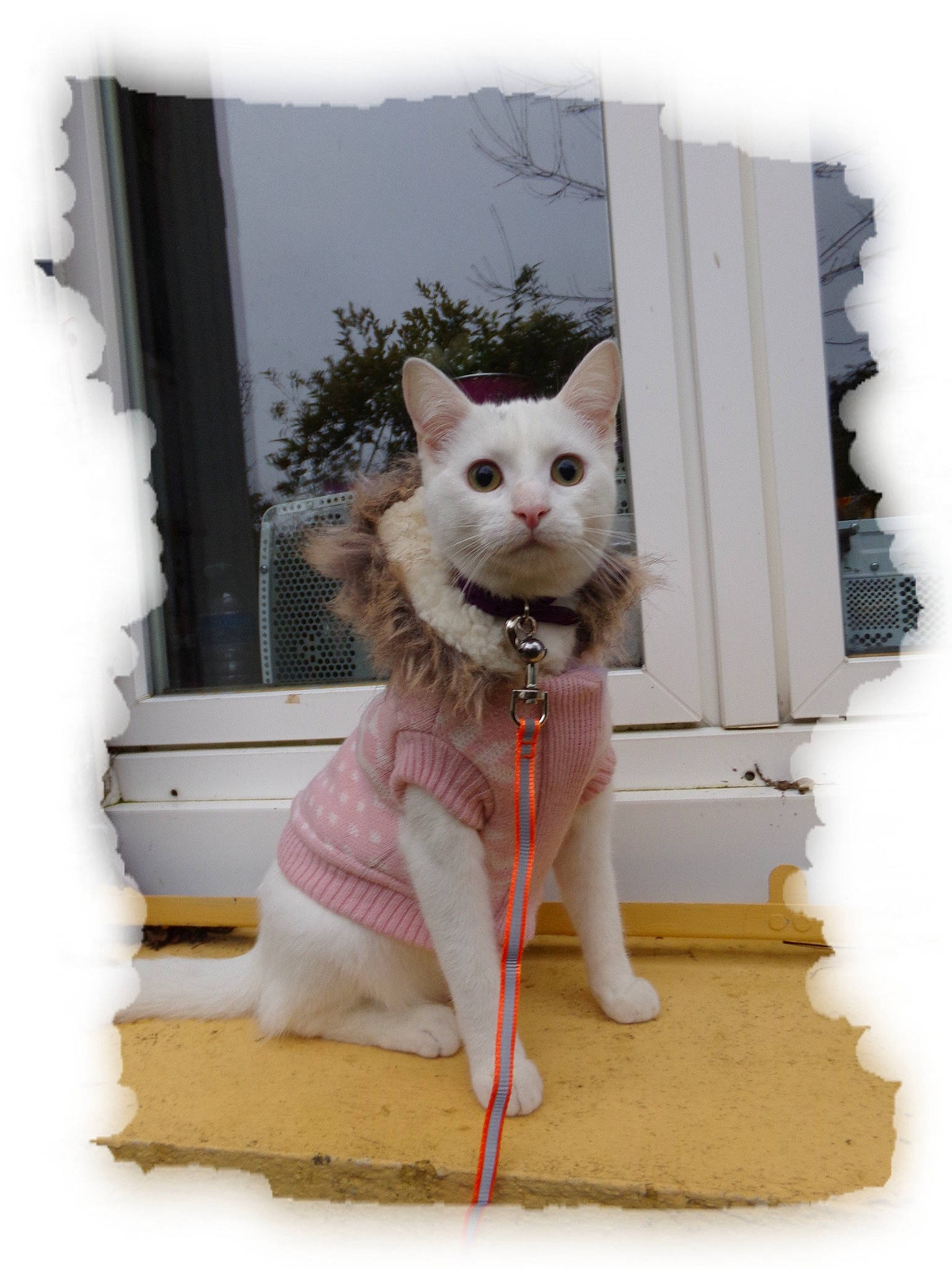 Minettess participe au concours pour gagner de l'argent avec cette photo : aegean_cat, carnivore, cat, domestic_short_haired_cat, fawn, felidae, fur, kitten, norwegian_forest_cat, paw, small_to_medium_sized_cats, tail, turkish_angora, turkish_van, whiskers, window