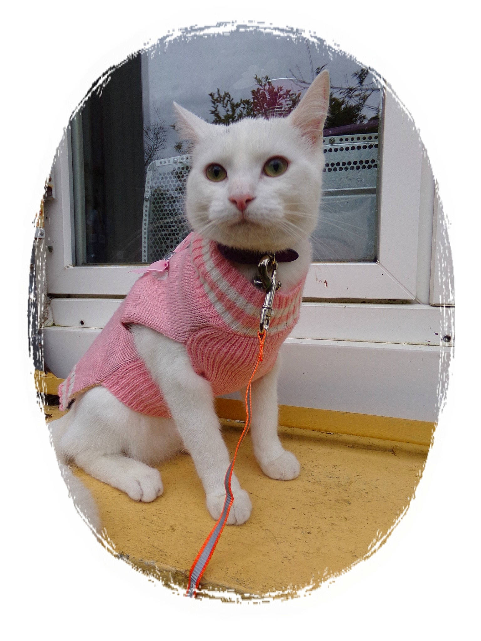 Minettess a rejoint le concours — aidez-le/la à gagner de superbes lots ! asian, carnivore, cat, domestic_short_haired_cat, fawn, felidae, khao_manee, kitten, small_to_medium_sized_cats, turkish_van, whiskers, window