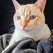 Mallow participe au concours pour gagner de l'argent avec cette photo : cat, close_up, portrait, blue_eyes, cream_fur, orange_fur, whiskers, ears, nose, blanket, soft_texture, cozy, resting, feline, animal, pet, indoor, fur, relaxed, calm