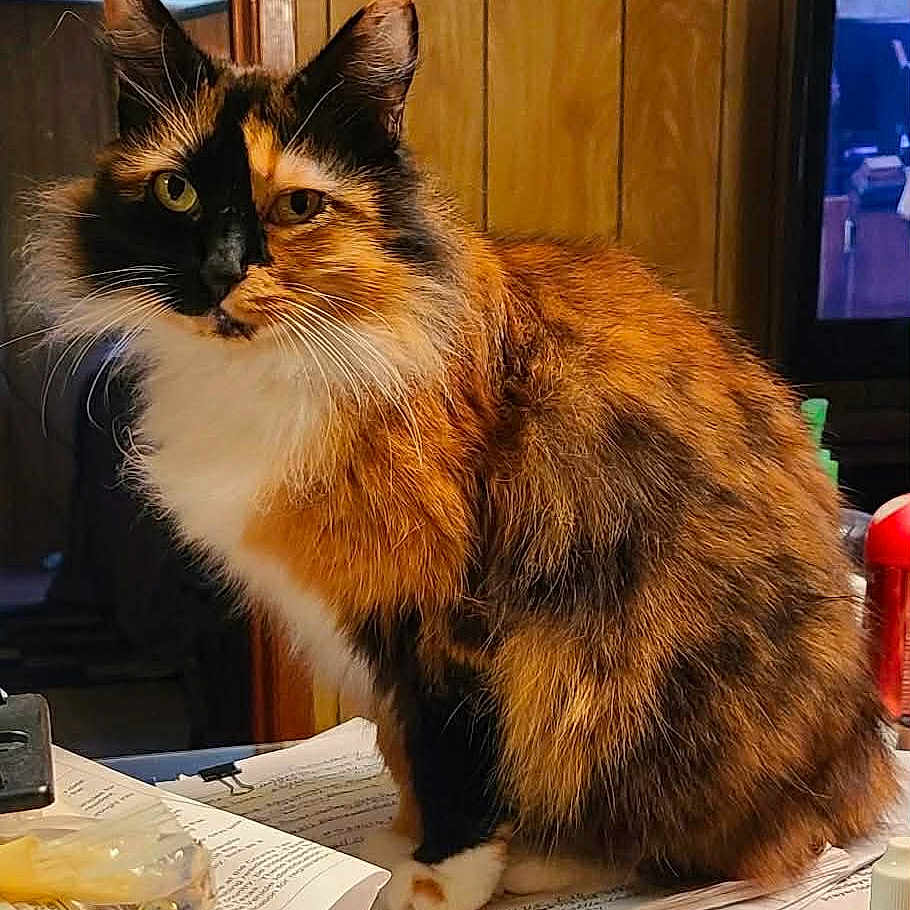 Chloe is registered to the contest to win money with this photo: animal, black, calico, cat, clutter, curious, desk, eyes, feline, fluffy, fur, home, indoor, orange, papers, pet, sitting, whiskers, white, wood_paneling