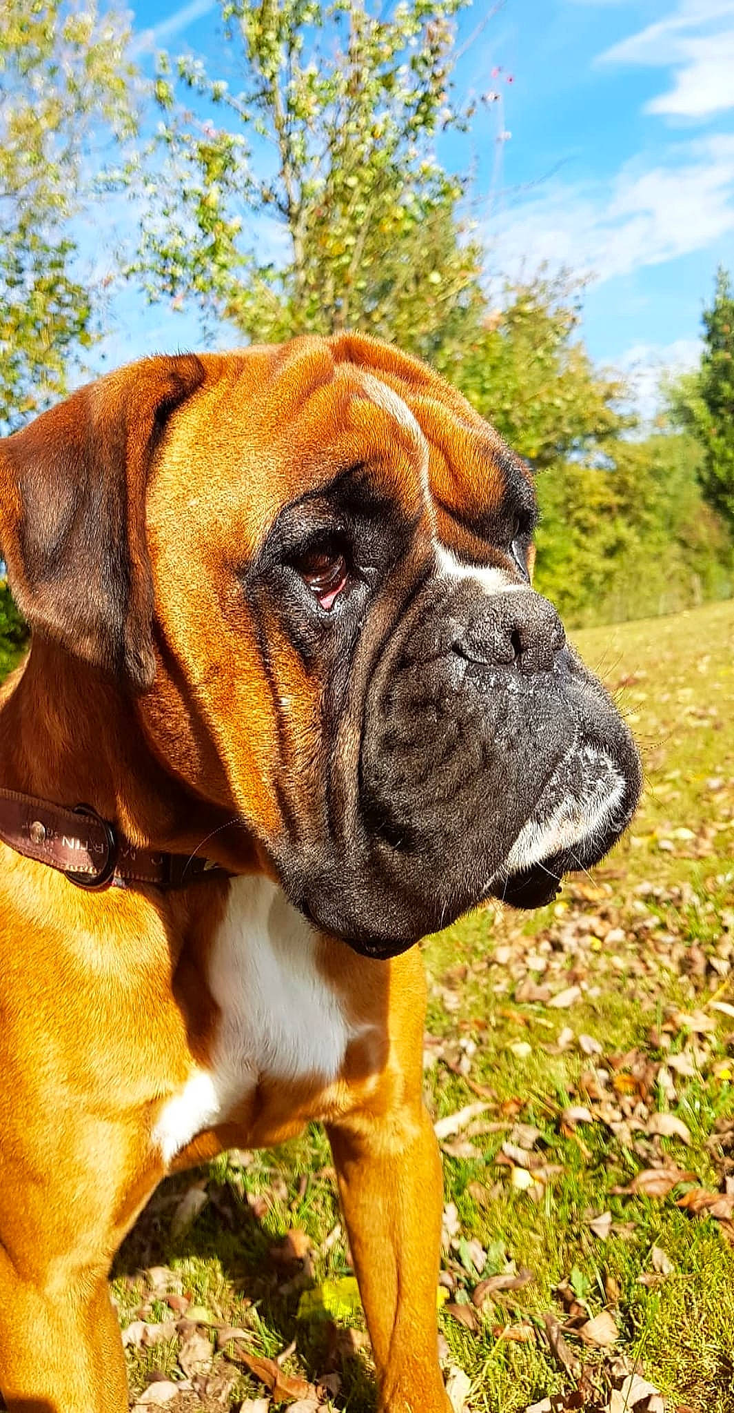 Maestro participe au concours pour gagner de l'argent avec cette photo : australian_bulldog, boxer, british_bulldogs, bulldog, bullmastiff, canidae, carnivore, companion_dog, dog, dog_breed, fawn, korean_mastiff, mammal, molosser, old_english_bulldog, olde_english_bulldogge, rare_breed_dog, renascence_bulldogge, snout, vertebrate