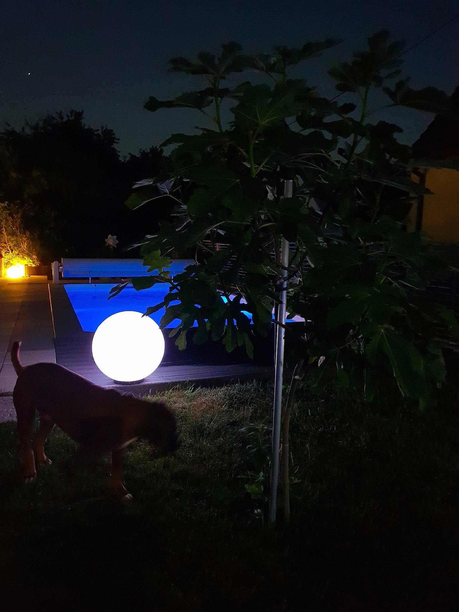 Maestro a rejoint le concours — aidez-le/la à gagner de superbes lots ! darkness, light, lighting, midnight, night, plant, security_lighting, sky, tree