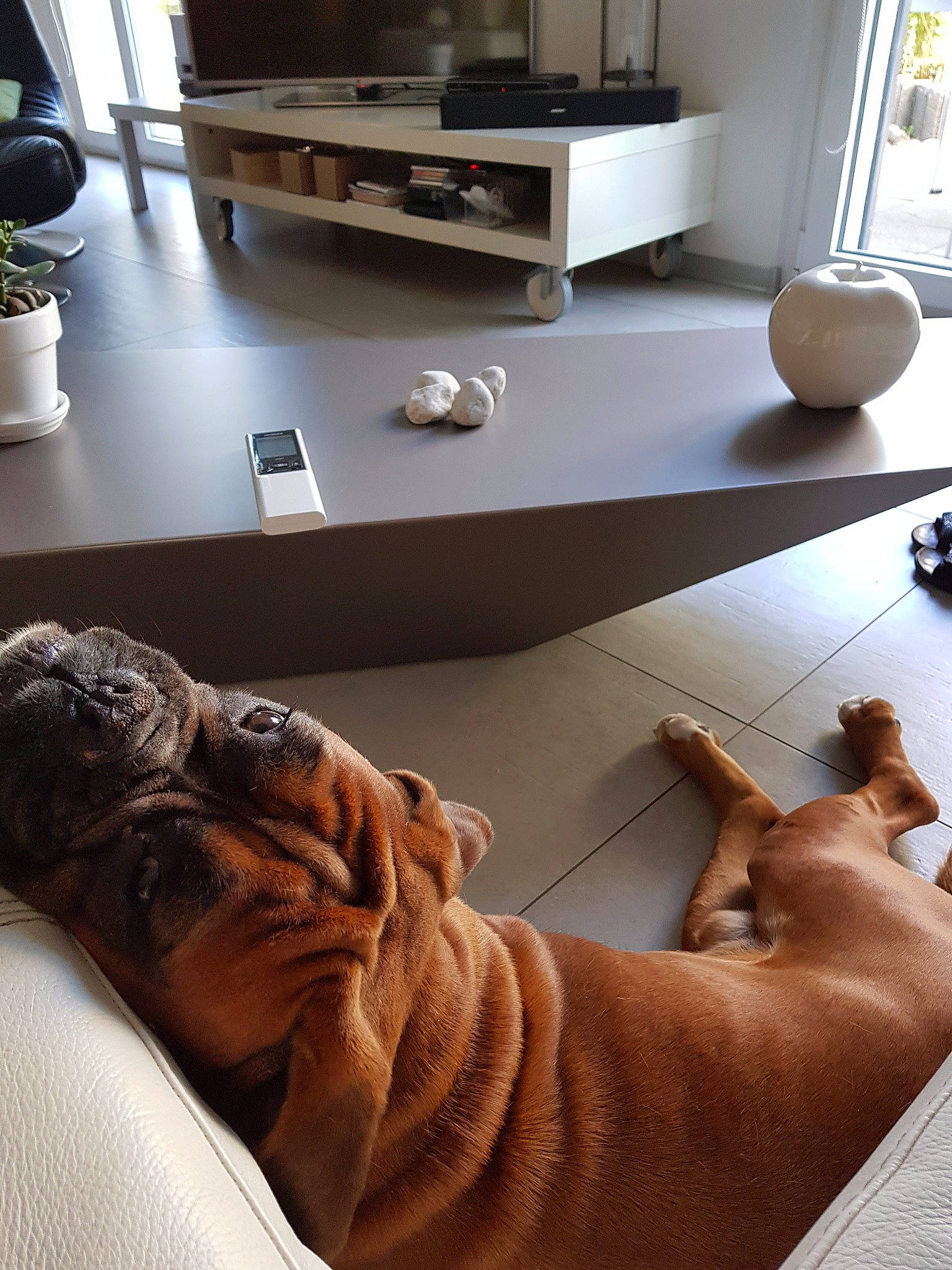 Maestro participe au concours pour gagner de l'argent avec cette photo : boxer, bullmastiff, canidae, carnivore, dog, dog_breed, dogue_de_bordeaux, fawn, floor, flooring, furniture, hand, hardwood, muscle, rhodesian_ridgeback, room, selfie, sporting_group, vizsla, wood