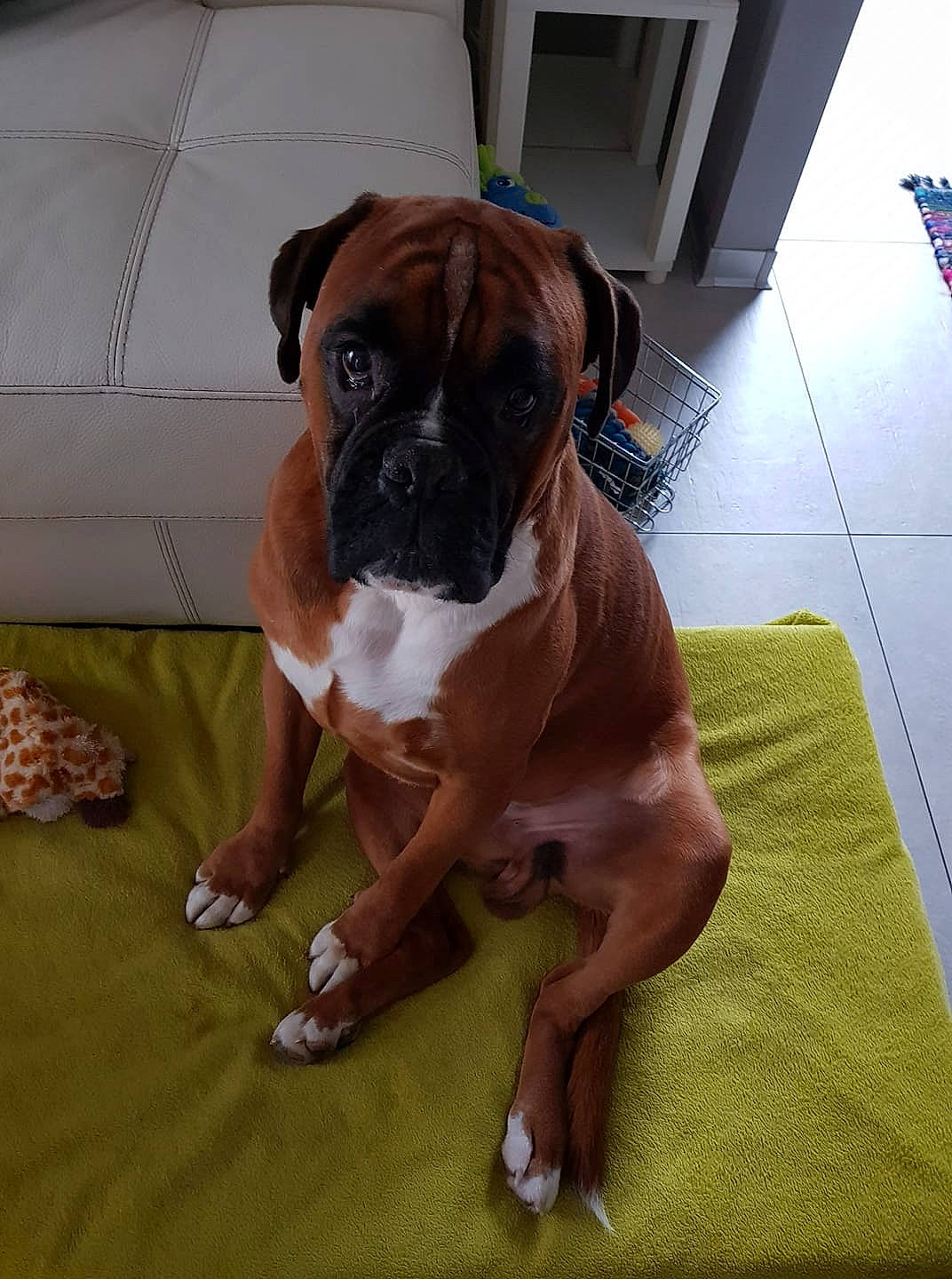 Maestro participe au concours pour gagner de l'argent avec cette photo : boxer, bullmastiff, canidae, carnivore, companion_dog, dog, dog_breed, fawn, mammal, molosser, rare_breed_dog, renascence_bulldogge, snout, sporting_group, valley_bulldog, vertebrate, working_dog