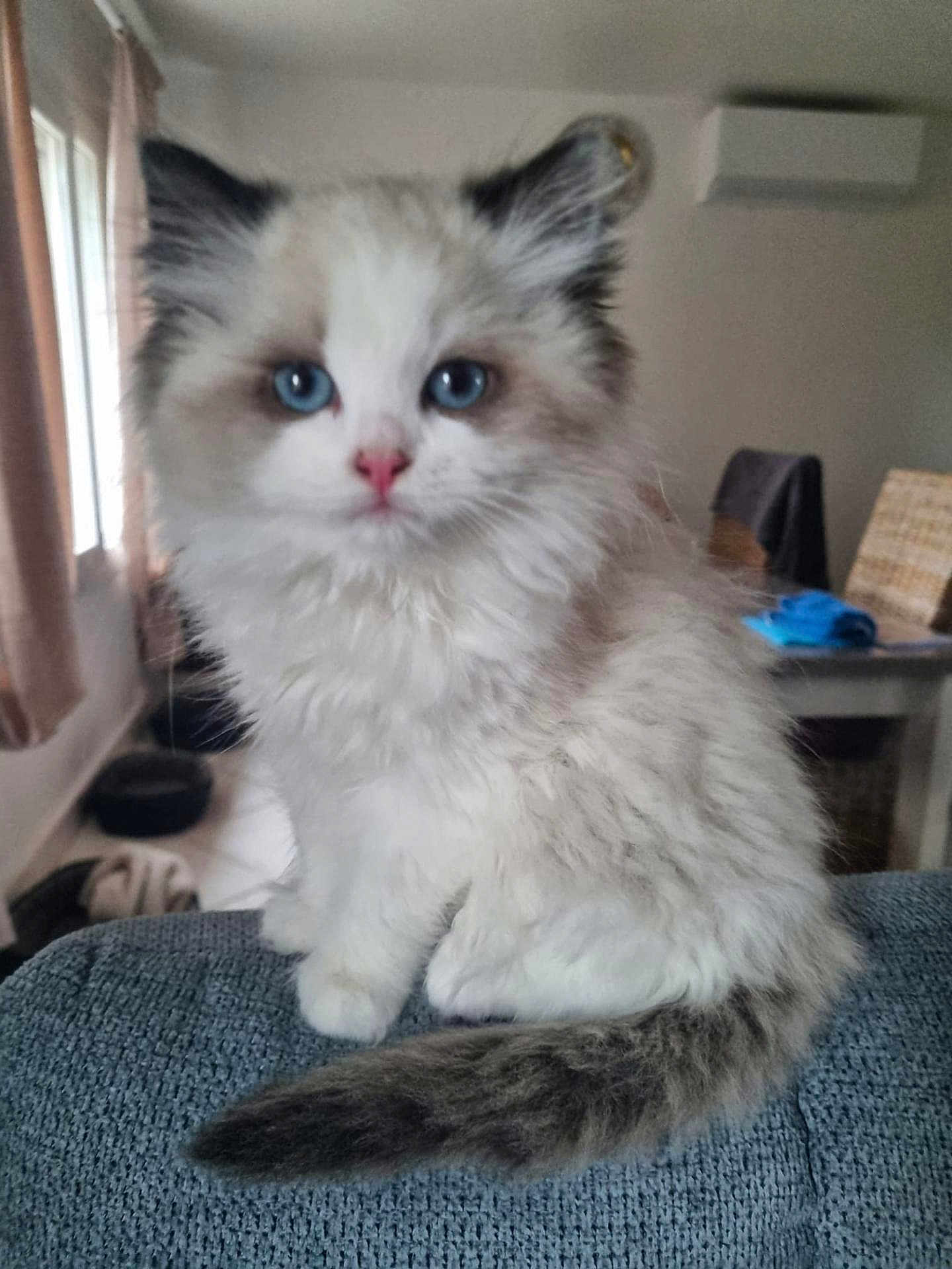 Aiwa participe au concours pour gagner de l'argent avec cette photo : kitten, cat, blue_eyes, fluffy, pink_nose, indoor, pet, cute, feline, young, sitting, curious, soft_light, cozy, domestic, tail, fur, window, blurred_background, blue_surface