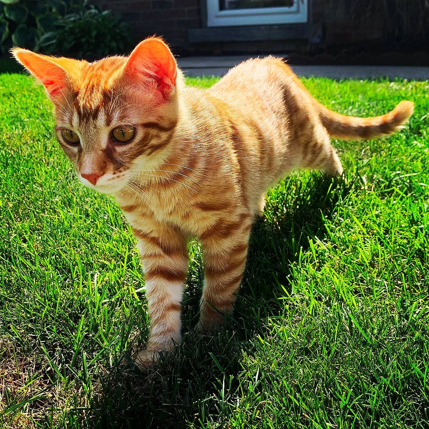 Mud Puddle is registered to the contest to win money with this photo: art, carnivore, cat, claw, domestic_short_haired_cat, door, fawn, felidae, fur, grass, grass_family, groundcover, paw, plant, small_to_medium_sized_cats, snout, tail, terrestrial_animal, whiskers, wildlife