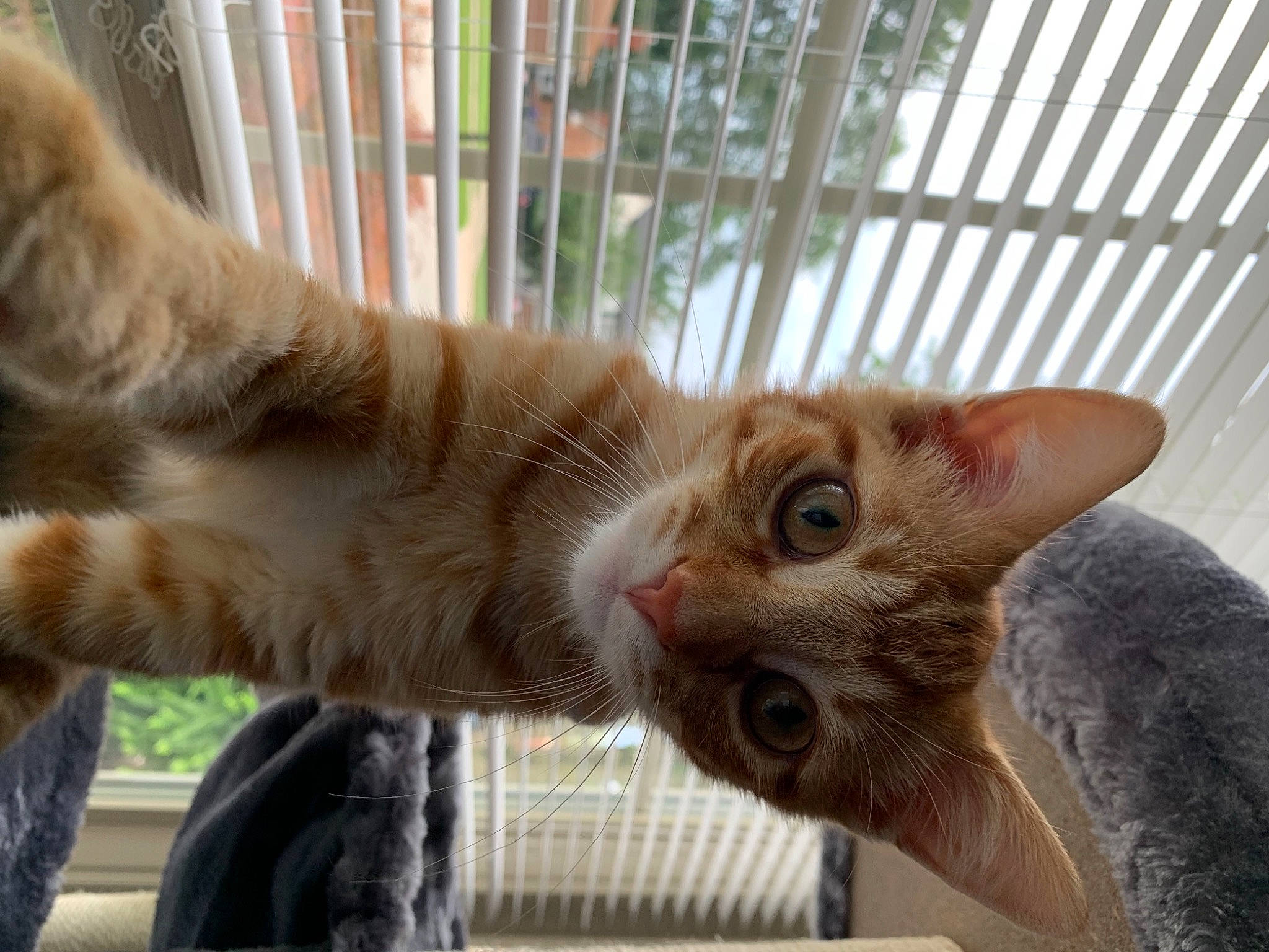 Mud Puddle joined the competition — help win amazing prizes! animal_shelter, carnivore, cat, cat_supply, claw, domestic_short_haired_cat, fawn, felidae, fur, paw, plant, small_to_medium_sized_cats, snout, tail, vertebrate, whiskers, window