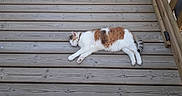 Carotte a rejoint le concours — aidez-le/la à gagner de superbes lots ! cat, calico_cat, wooden_deck, outdoor, sleeping, pet, animal, feline, resting, nature, planks, relaxation, daylight, fur, quiet, peaceful, home, balcony, wood, summer