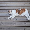 animal, balcony, calico_cat, cat, daylight, feline, fur, home, nature, outdoor, peaceful, pet, planks, quiet, relaxation, resting, sleeping, summer, wood, wooden_deck
