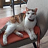 Carotte a rejoint le concours — aidez-le/la à gagner de superbes lots ! cat, calico, chair, cushion, indoor, wooden_floor, pet, animal, feline, relaxed, looking_at_camera, domestic, fur, ears, whiskers, tail, flooring, home, natural_light, comfortable
