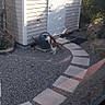Carotte a rejoint le concours — aidez-le/la à gagner de superbes lots ! cat, garden_shed, watering_can, gravel, stepping_stones, pathway, outdoor, pet, animal, sunlight, shadow, plants, hedge, rocks, door, window_reflection, daytime, curious, small_animal, backyard