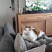 Carotte participe au concours pour gagner de l'argent avec cette photo : cat, sofa, cushions, living_room, wooden_cabinet, television, table, cup, remote_control, window, curtains, floor, indoor, calico_cat, pet, furniture, relaxing, home, decor, cozy