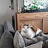 calico_cat, cat, cozy, cup, curtains, cushions, decor, floor, furniture, home, indoor, living_room, pet, relaxing, remote_control, sofa, table, television, window, wooden_cabinet