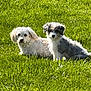 Gator is registered to the contest to win money with this photo: dog, dogs, grass, outdoor, sunlight, pet, animal, canine, fluffy, relaxing, nature, greenery, summer, companionship, two_animals, curly_fur, scruffy_fur, sunny_day, lawn, peaceful