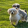 Gator is registered to the contest to win money with this photo: dog, grass, outdoor, pet, animal, sunlight, nature, canine, fur, two_animals, curious, standing, daylight, greenery, mammal, companion, cute, playful, friendly, adorable