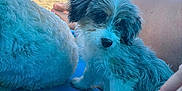 Gator is registered to the contest to win money with this photo: puppy, dog, beach, blue_sky, clouds, sand, blanket, furry, pet, animal, outdoor, sunny, legs, hand, relaxation, curious, white_fur, gray_fur, closeup, companion