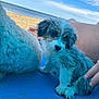 puppy, dog, beach, blue_sky, clouds, sand, blanket, furry, pet, animal, outdoor, sunny, legs, hand, relaxation, curious, white_fur, gray_fur, closeup, companion