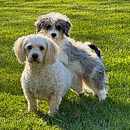 Gator joined the competition — help win amazing prizes! dog, two_dogs, grass, outdoor, sunlight, pets, fluffy, white_dog, grey_dog, standing, nature, animals, fur, canine, green_grass, daylight, cute, companions, curious, playful