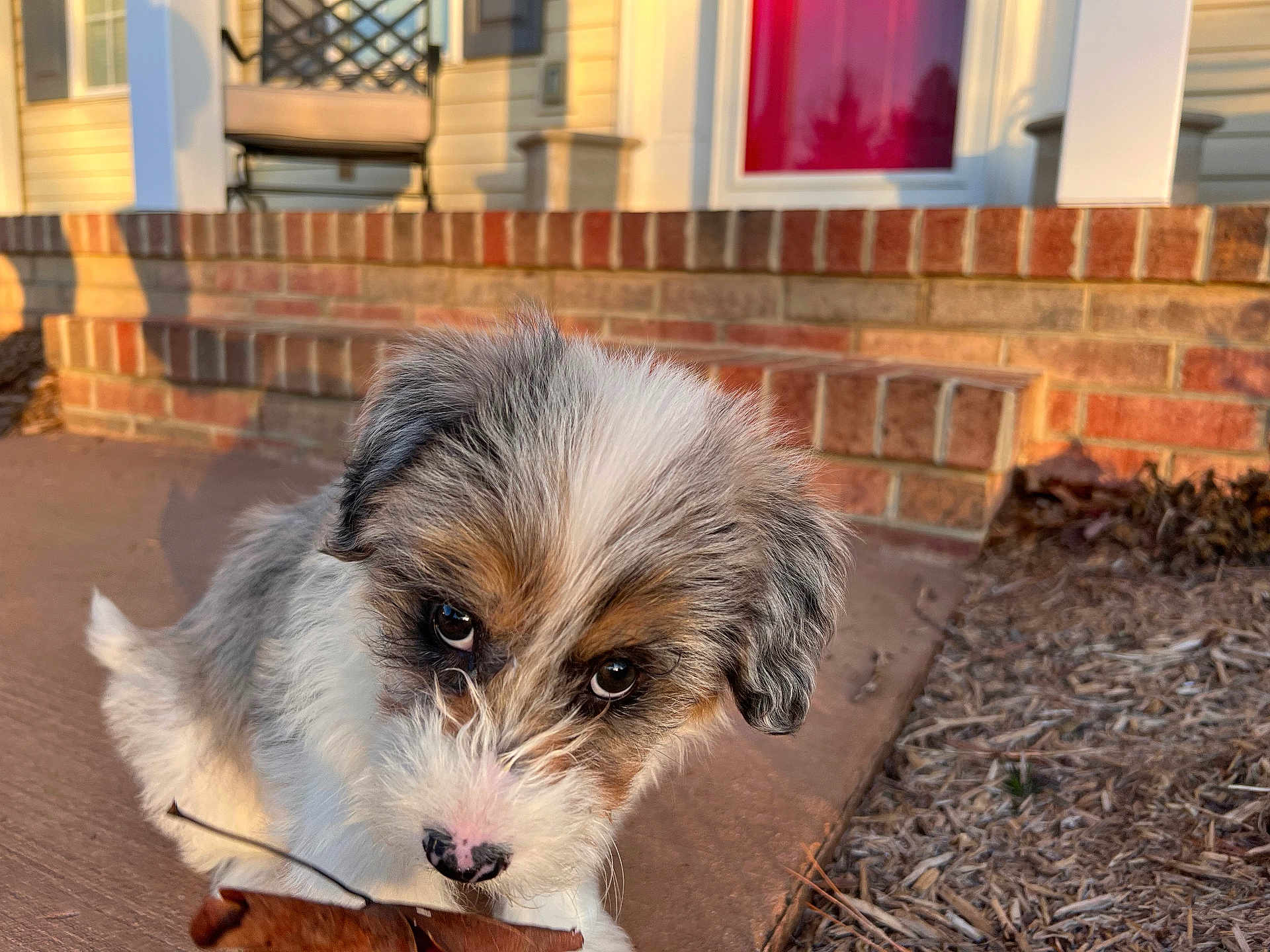 Gator is registered to the contest to win money with this photo: puppy, dog, pet, outdoor, curious, leaf, playful, fluffy, young, portrait, animal, canine, sunlight, porch, brick, steps, nature, closeup, cute, expression