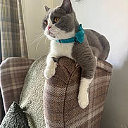 Luna joined the competition — help win amazing prizes! cat, gray_cat, white_cat, bow_collar, plaid_chair, armchair, indoor, pet, feline, relaxed, looking_away, fur, whiskers, curious, cozy, home_interior, window, curtains, cushion, soft_textures