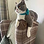 cat, gray_cat, white_cat, bow_collar, plaid_chair, armchair, indoor, pet, feline, relaxed, looking_away, fur, whiskers, curious, cozy, home_interior, window, curtains, cushion, soft_textures